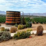 Vineyards at Finca Altozano