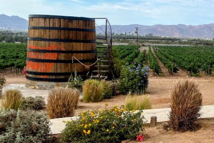 Vineyards at Finca Altozano