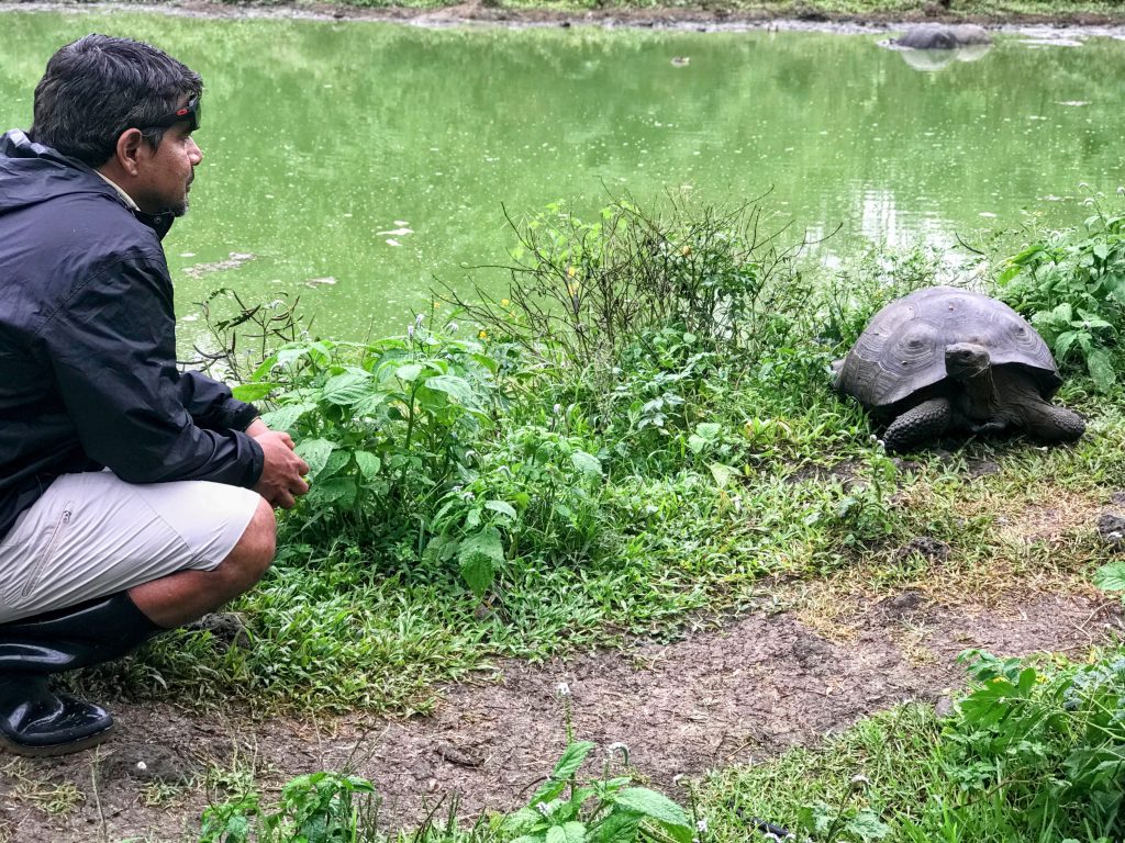 One of my most important tips for visiting the Galápagos Islands is that you must always have a guide when visiting nature areas. This is a picture of my guide next to a tortoise.