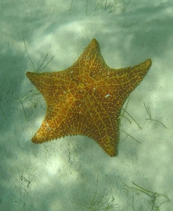 Starfish in one of the best snorkeling spots in Honduras: Starfish Alley