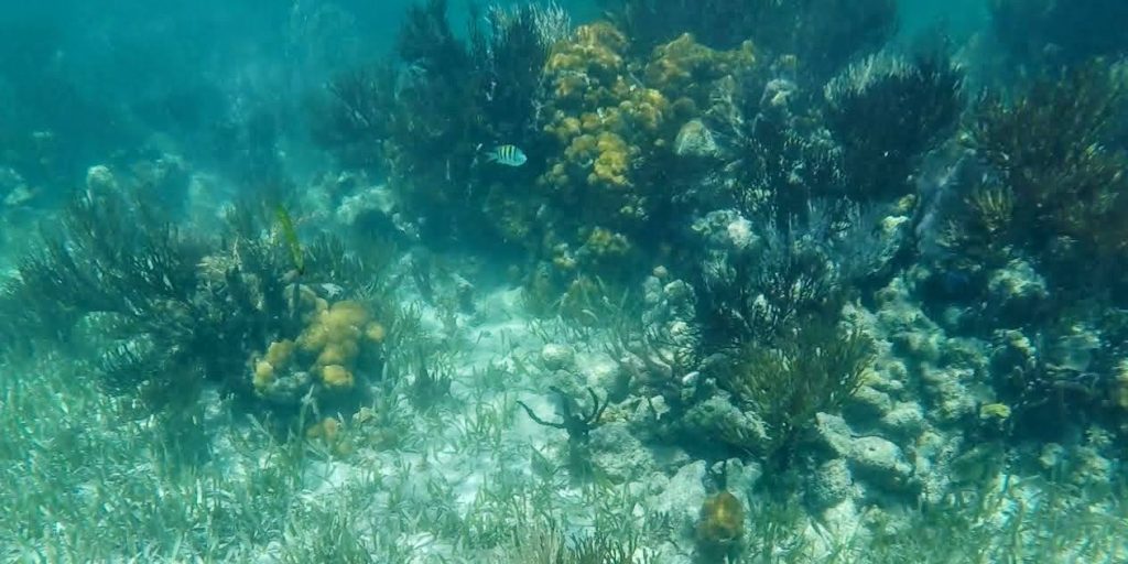 Picture of the reef at one of the best snorkeling spots in Honduras: Coral Reef Barrier 