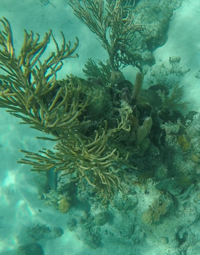 Picture of the reef at one of the best snorkeling spots in Honduras: Coral Reef Barrier 