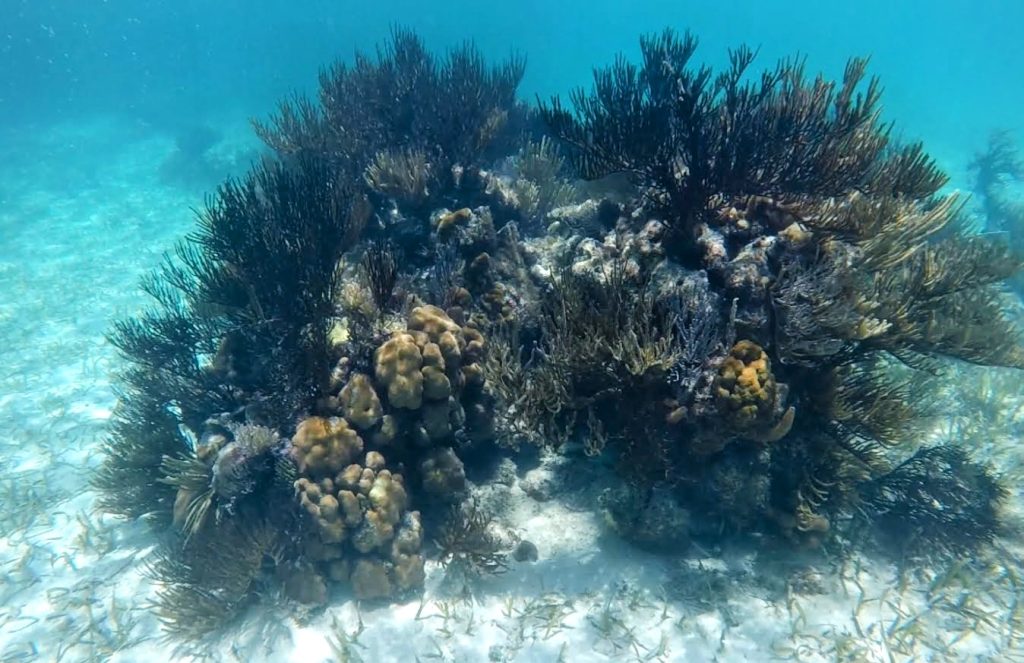 Picture of the reef at one of the best snorkeling spots in Honduras: SNYG shipwreck 