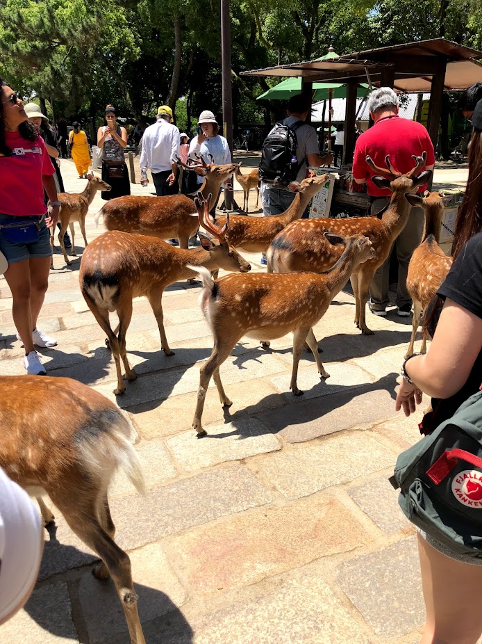 japan itinerary nara deer